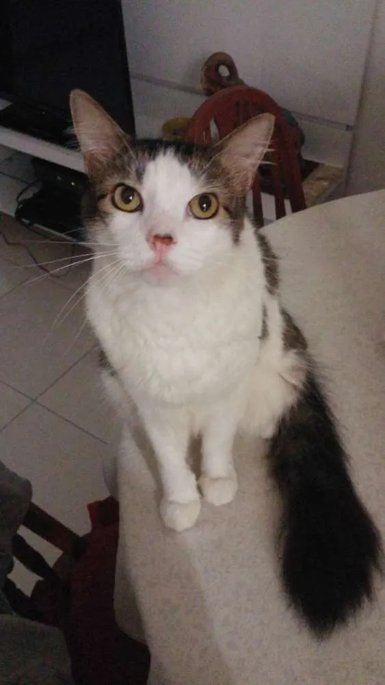 Gato ra a Vira lata idade 3 anos nome Gato