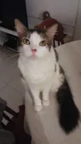 Gato