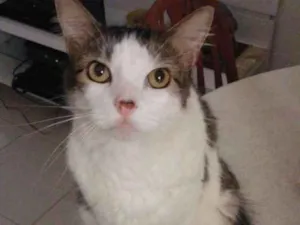 Gato raça Vira lata idade 3 anos nome Gato
