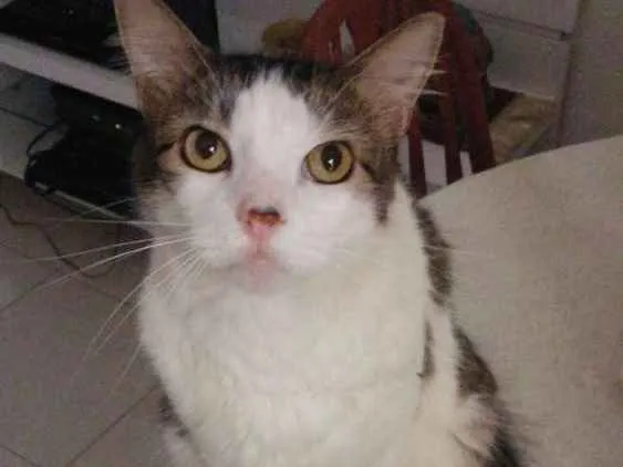 Gato ra a Vira lata idade 3 anos nome Gato
