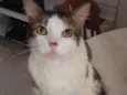 Gato