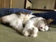 Gato