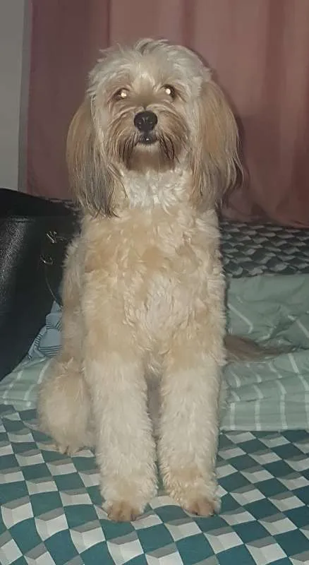 Cachorro raça SRD idade 1 ano nome Tony