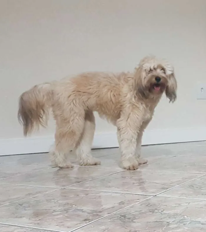 Cachorro raça SRD idade 1 ano nome Tony