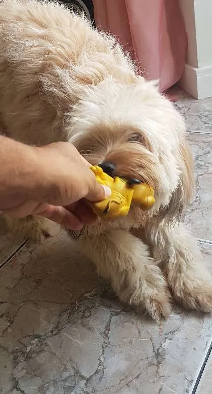 Cachorro raça SRD idade 1 ano nome Tony