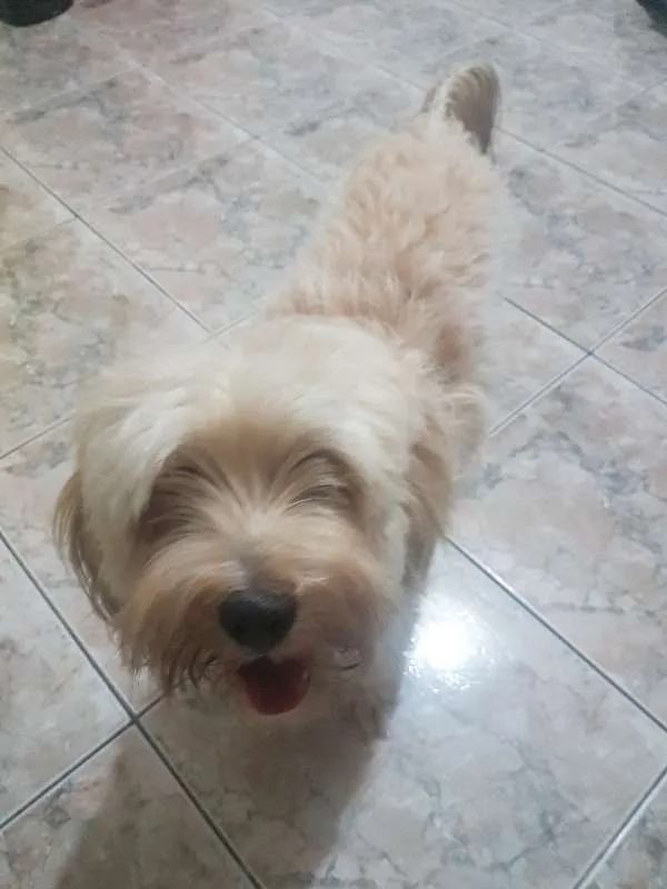 Cachorro raça SRD idade 1 ano nome Tony