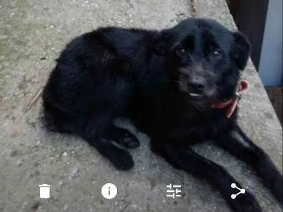 Cachorro ra a Vira lata idade  nome Tito