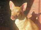 Cachorro raça Pittbul misturado idade 5 anos nome Percy