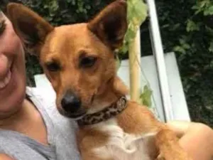 Cachorro raça SRD  idade  nome Elsa