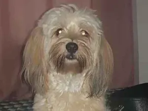 Cachorro raça SRD idade 1 ano nome Tony