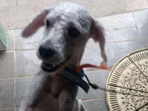 Cachorro raça Poodle idade 1 ano nome Billy