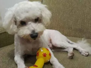 Cachorro raça Poodle idade 1 ano nome Dove