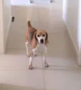 Ringo