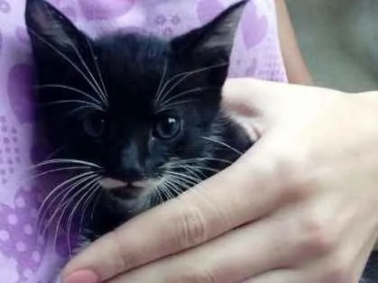 Gato raça não definido idade Abaixo de 2 meses nome varios