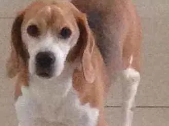 Cachorro ra a Beagle idade 6 ou mais anos nome Ringo