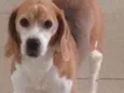 Ringo