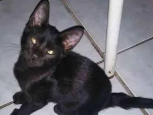Gato raça  idade 2 a 6 meses nome Paçoquinha e Gabriel