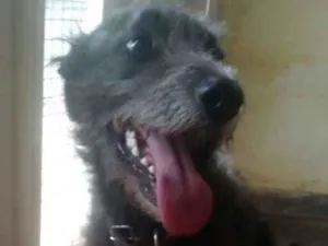 Cachorro raça Srd idade 2 anos nome Sem nome