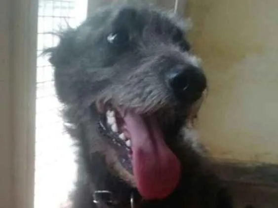 Cachorro ra a Srd idade 2 anos nome Sem nome