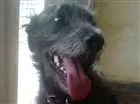 Cachorro raça Srd idade 2 anos nome Sem nome