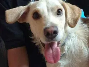 Cachorro raça SRD idade 1 ano nome Mel