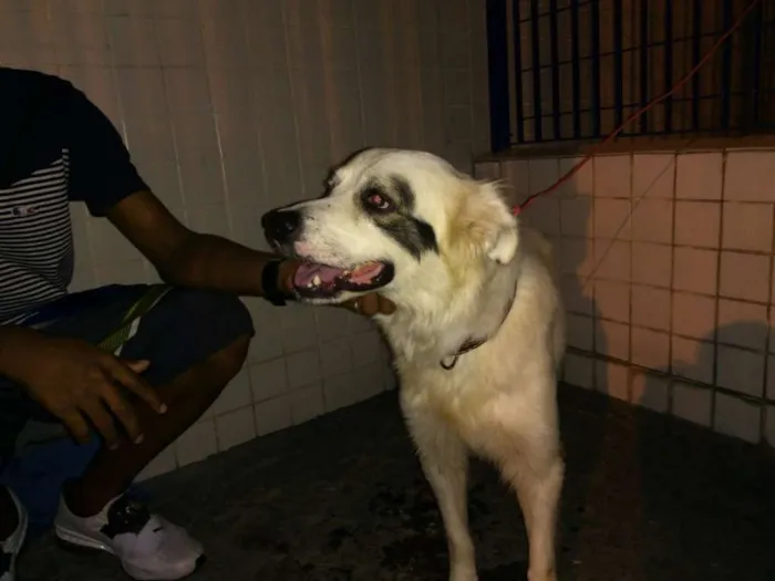 Cachorro ra a Não sei idade 2 a 6 meses nome Não sei