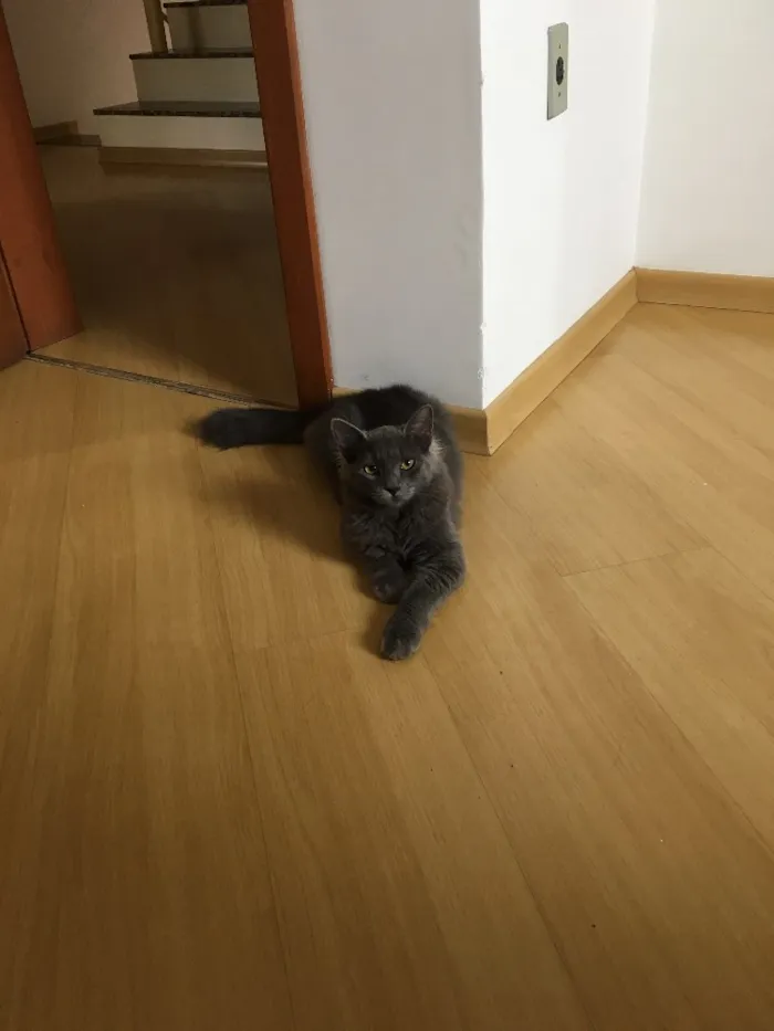 Gato ra a Sem raça  idade 7 a 11 meses nome Sem nome
