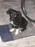 Bobi