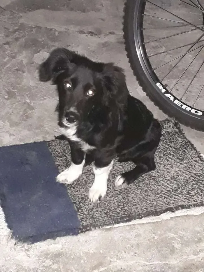 Cachorro ra a Boder coler com vira lata idade 2 a 6 meses nome Bobi