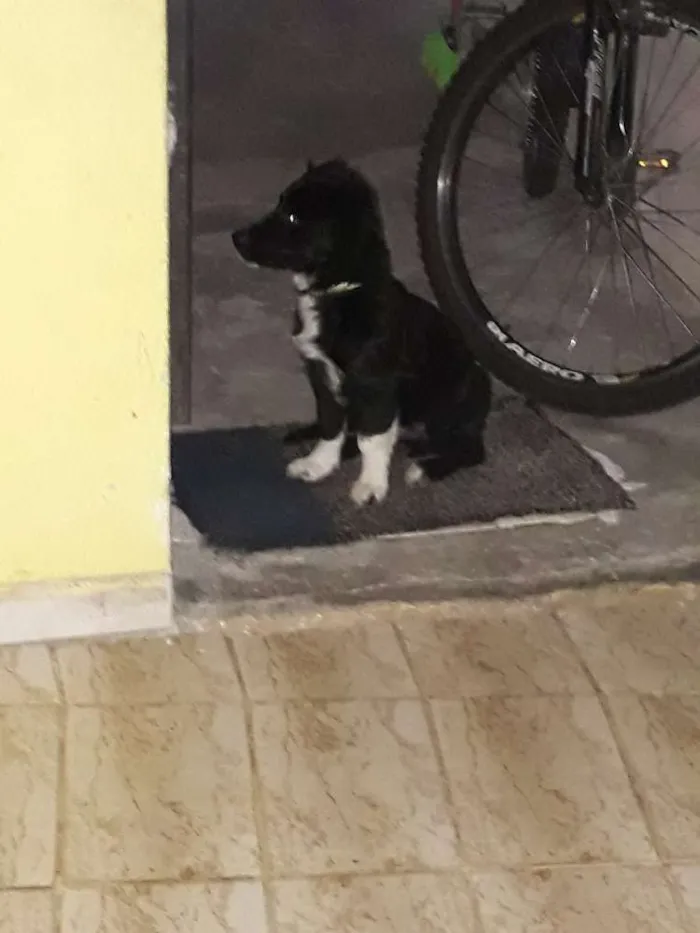 Cachorro ra a Boder coler com vira lata idade 2 a 6 meses nome Bobi