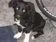 Bobi