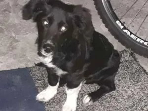 Cachorro raça Boder coler com vira lata idade 2 a 6 meses nome Bobi
