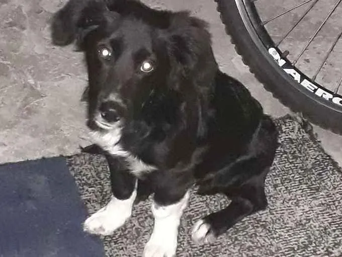 Cachorro ra a Boder coler com vira lata idade 2 a 6 meses nome Bobi