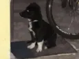 Bobi