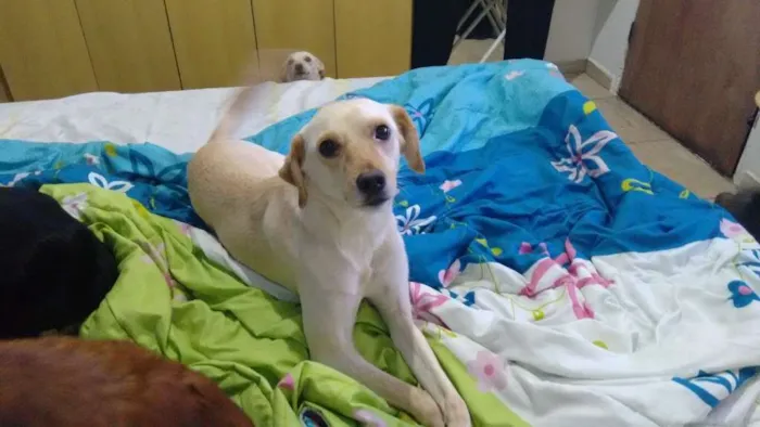 Cachorro ra a Não definida idade 3 anos nome Zohan