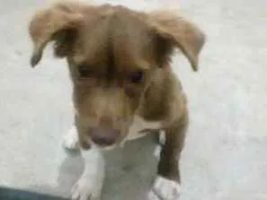 Cachorro raça SRD idade 2 a 6 meses nome Belinha