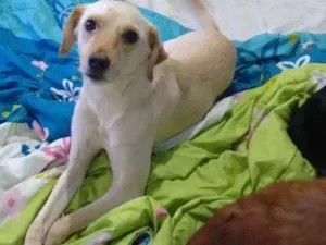 Cachorro raça Não definida idade 3 anos nome Zohan