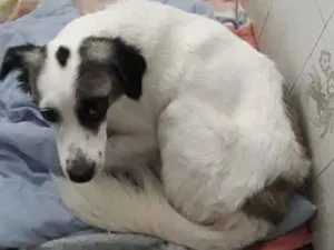 Cachorro raça Vira-Lata idade 1 ano nome Thor