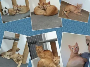 Gato raça SRD idade Abaixo de 2 meses nome Mamãe e filhotes