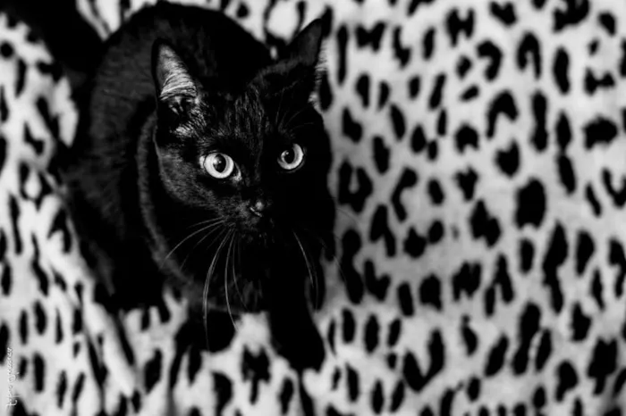 Gato ra a SRD idade 3 anos nome Neguinha