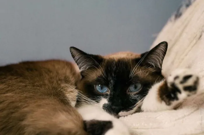 Gato ra a SRD idade 2 anos nome Salomé
