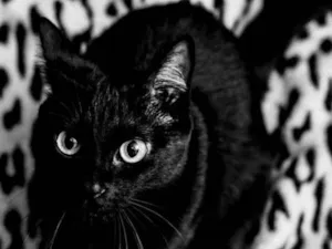 Gato raça SRD idade 3 anos nome Neguinha