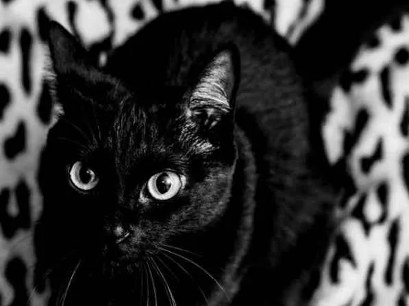 Gato ra a SRD idade 3 anos nome Neguinha