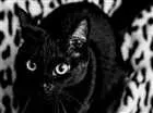 Gato raça SRD idade 3 anos nome Neguinha