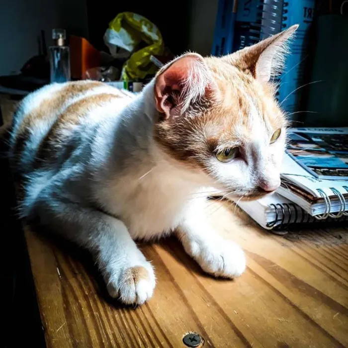 Gato ra a SRD idade 1 ano nome Piolho