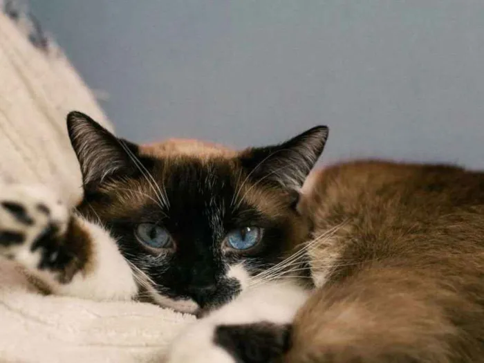 Gato ra a SRD idade 2 anos nome Salomé
