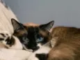 Salomé