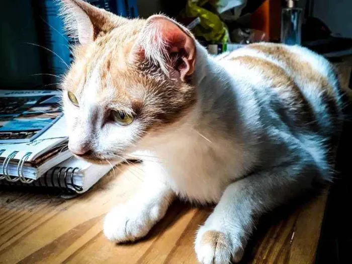 Gato ra a SRD idade 1 ano nome Piolho