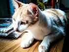 Gato raça SRD idade 1 ano nome Piolho