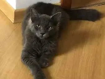 Gato ra a Sem raça  idade 7 a 11 meses nome Sem nome